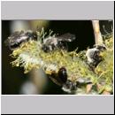 Andrena vaga - Weiden-Sandbiene -08- 03a.jpg